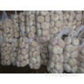 Ail blanc normal emballé dans un carton de 1kg 10bags